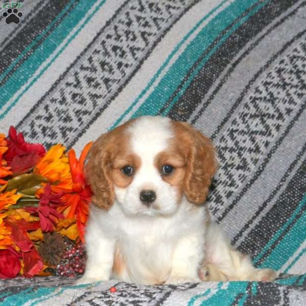 Fiona, Cavalier King Charles Spaniel Puppy