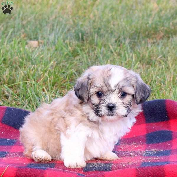 Fiona, Teddy Bear Puppy