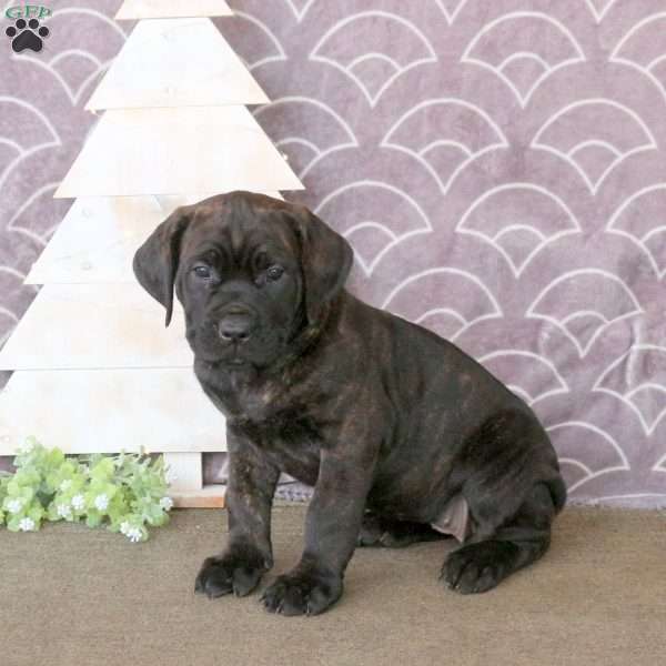 Fiona, Cane Corso Puppy