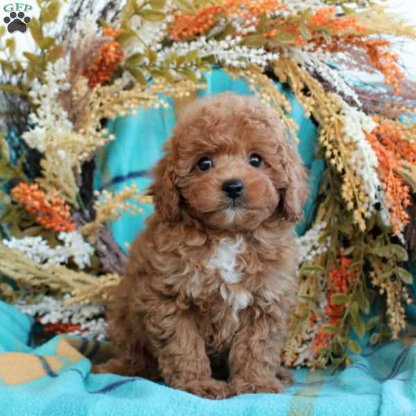 Fiona, Toy Poodle Puppy