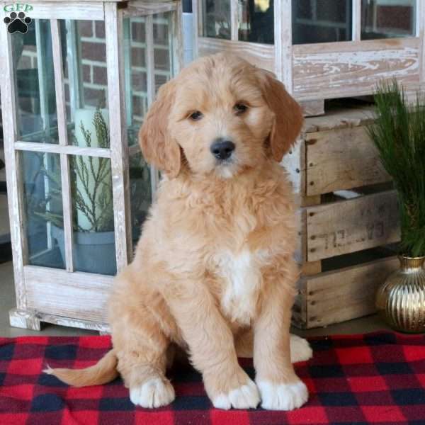 Flame, Goldendoodle Puppy