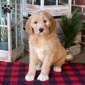 Flame, Goldendoodle Puppy