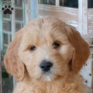 Flame, Goldendoodle Puppy