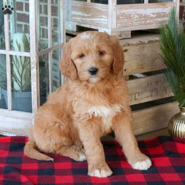 Flash, Goldendoodle Puppy