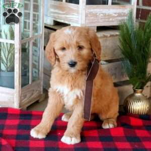 Flash, Goldendoodle Puppy