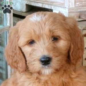 Flash, Goldendoodle Puppy