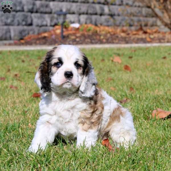 Flash, Cocker Spaniel Puppy