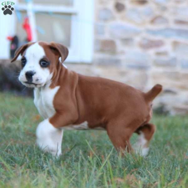 Flash, Boxer Puppy