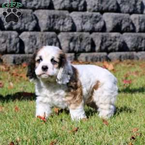 Flash, Cocker Spaniel Puppy