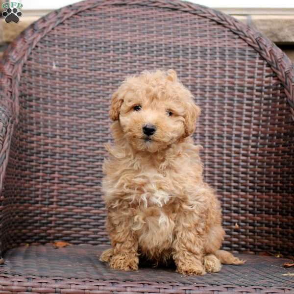 Fletch, Mini Goldendoodle Puppy