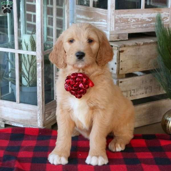 Fletcher, Goldendoodle Puppy