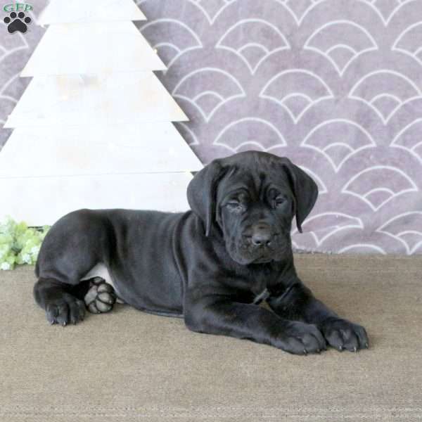 Fletcher, Cane Corso Puppy