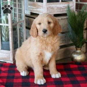 Fletcher, Goldendoodle Puppy