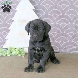 Fletcher, Cane Corso Puppy