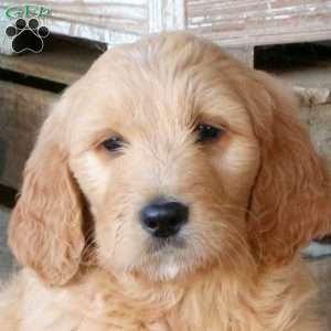 Fletcher, Goldendoodle Puppy