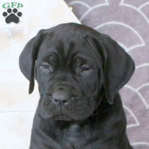 Fletcher, Cane Corso Puppy