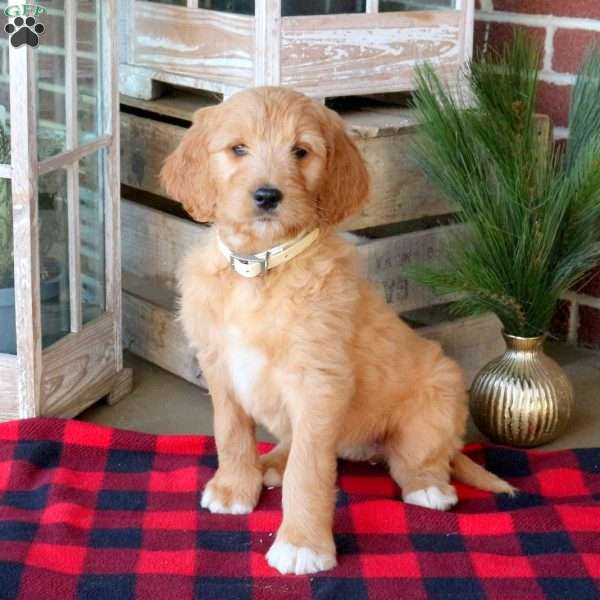 Fleur, Goldendoodle Puppy