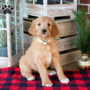 Fleur, Goldendoodle Puppy