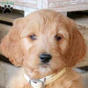 Fleur, Goldendoodle Puppy