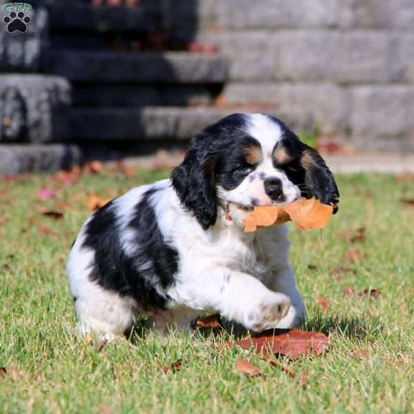 Flexus, Cocker Spaniel Puppy