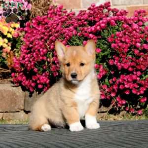 Flexus, Pembroke Welsh Corgi Puppy