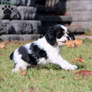 Flexus, Cocker Spaniel Puppy