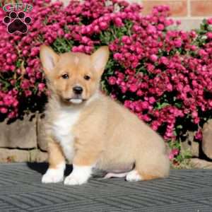 Flexus, Pembroke Welsh Corgi Puppy