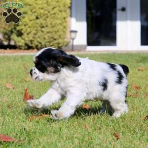 Flexus, Cocker Spaniel Puppy