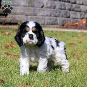 Flexus, Cocker Spaniel Puppy