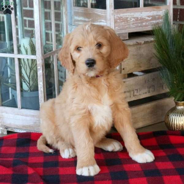 Flint, Goldendoodle Puppy