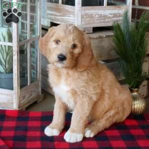 Flint, Goldendoodle Puppy