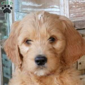 Flint, Goldendoodle Puppy