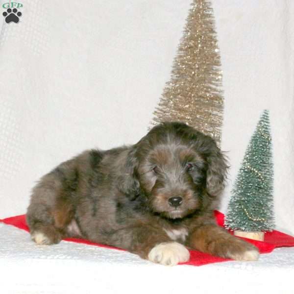 Flipper, Mini Aussiedoodle Puppy