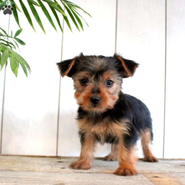 Fluffer, Yorkie Puppy