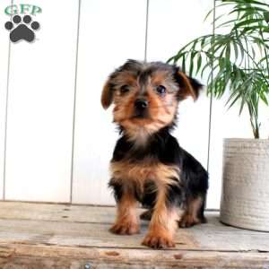 Fluffer, Yorkie Puppy