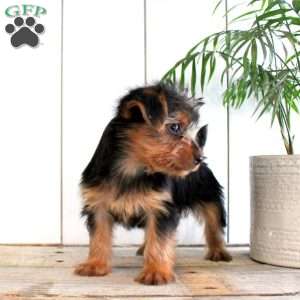 Fluffer, Yorkie Puppy