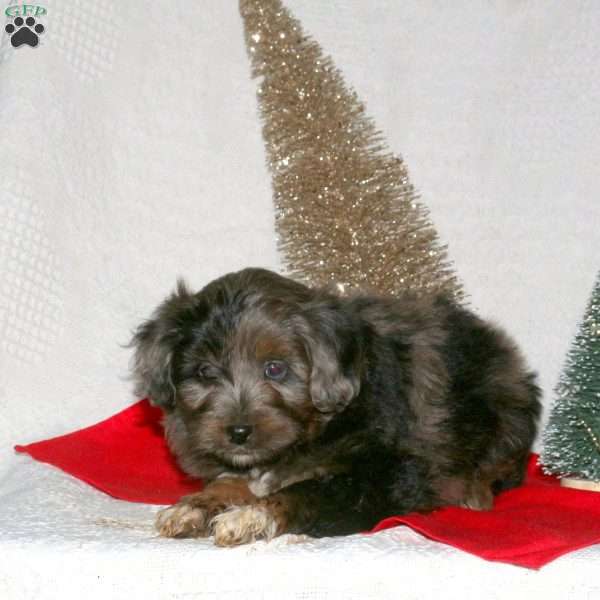 Fluffy, Mini Aussiedoodle Puppy