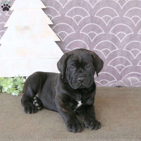 Foster, Cane Corso Puppy