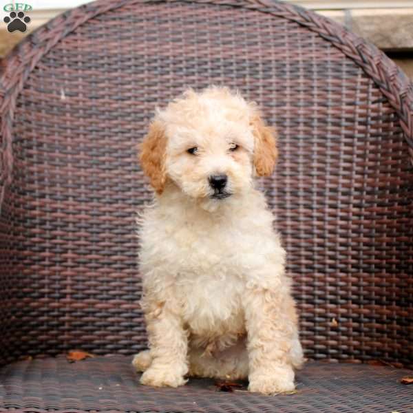 Foster, Mini Goldendoodle Puppy