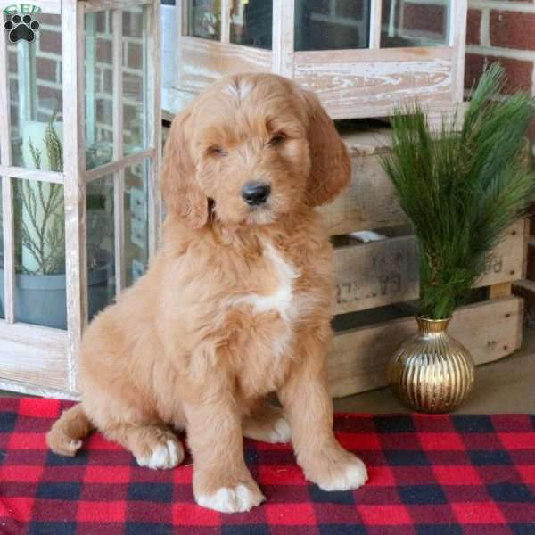 Franco, Goldendoodle Puppy