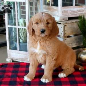 Franco, Goldendoodle Puppy