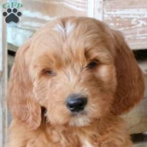 Franco, Goldendoodle Puppy