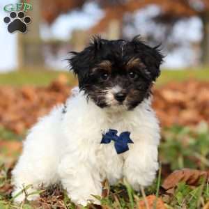 Frankie, Yorkie Poo Puppy