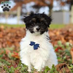 Frankie, Yorkie Poo Puppy