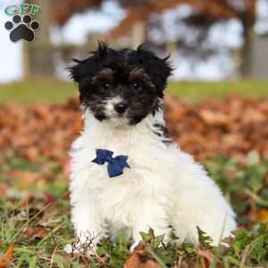 Frankie, Yorkie Poo Puppy