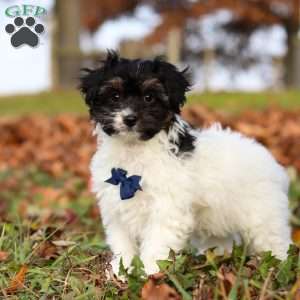 Frankie, Yorkie Poo Puppy