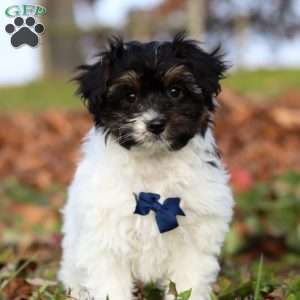 Frankie, Yorkie Poo Puppy