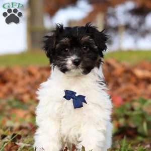 Frankie, Yorkie Poo Puppy