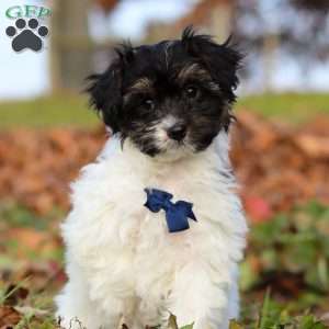 Frankie, Yorkie Poo Puppy