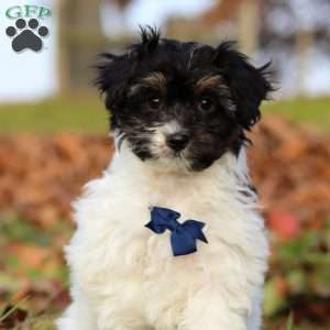 Frankie, Yorkie Poo Puppy